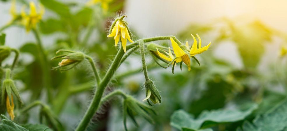 Necessary spray for more flowers and late blight disease control in Tomato crops