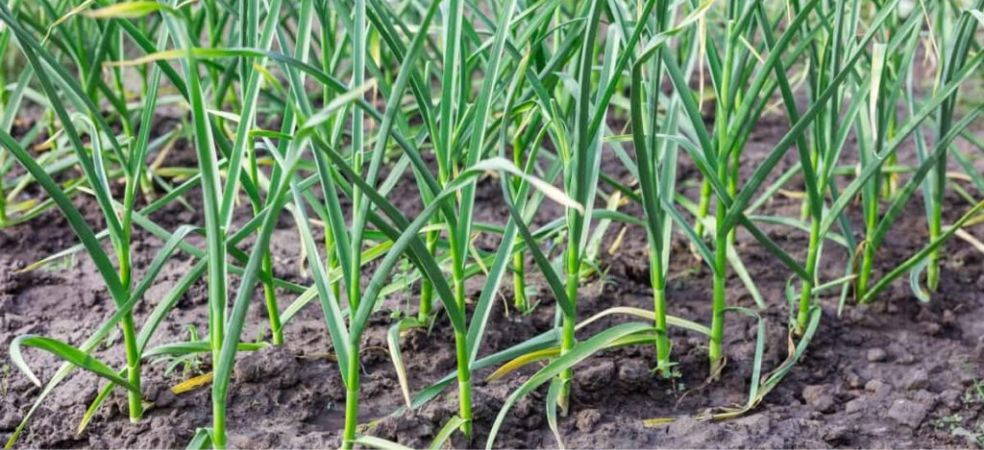 Nutrient management in garlic crops after 25 to 30 days of sowing