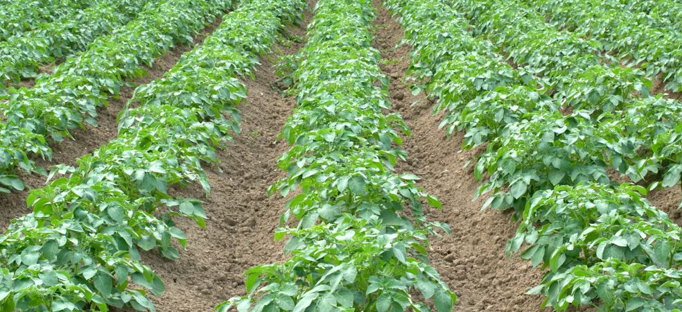 Weed control in potato crops!