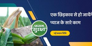 This spraying is necessary in the present crop condition of onion