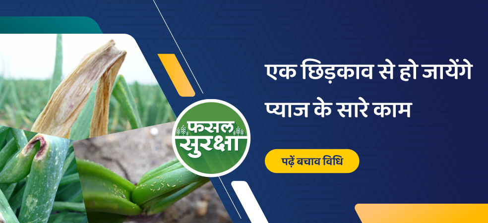 This spraying is necessary in the present crop condition of onion