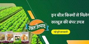 Improved seed varieties of Muskmelon