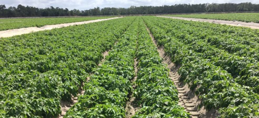 Nutrient management for tuber development in potato crop