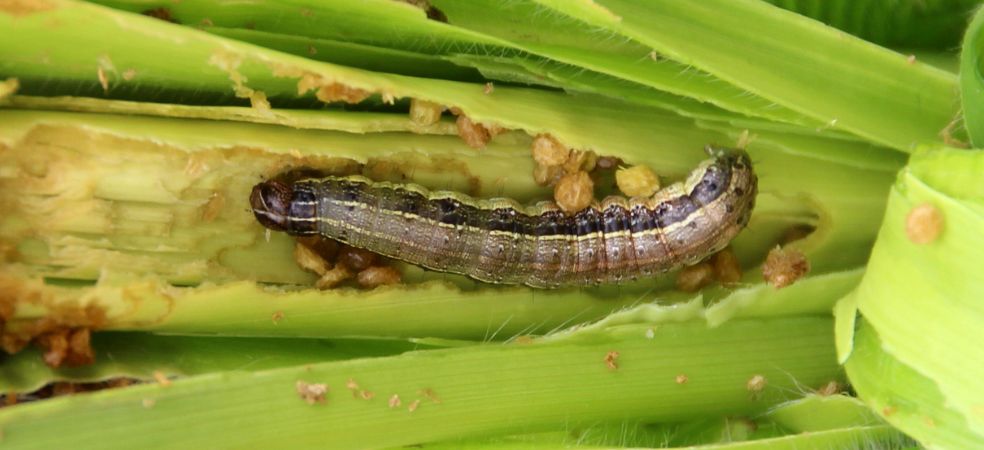 Measures for the problem of fall armyworm pest in maize crop