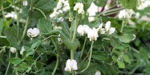 Necessary spraying for more flowers in the pea crop!