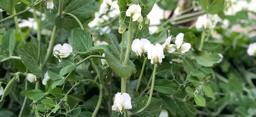 Necessary spraying for more flowers in the pea crop!