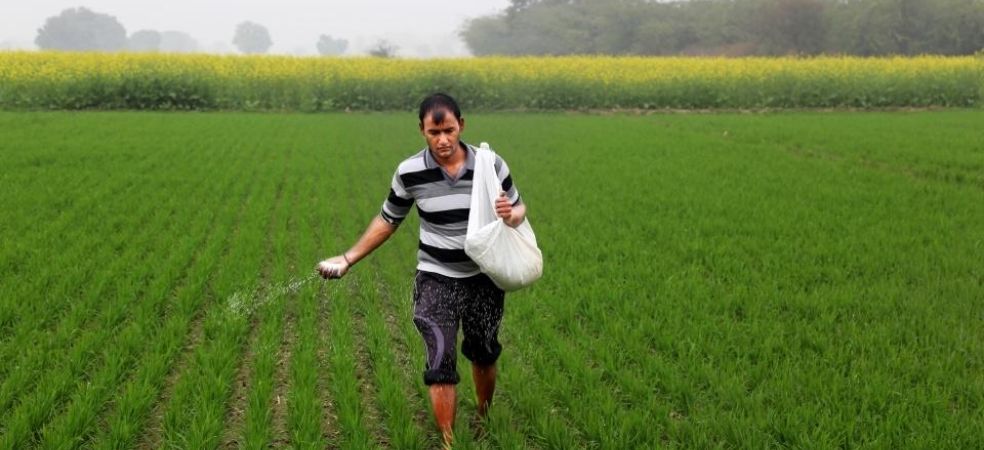 Nutrient management and control measure of root aphid in wheat crops