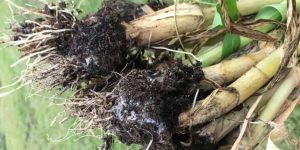 Symptoms and control measures of white rot in garlic crops