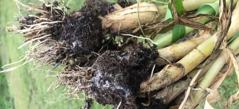 Symptoms and control measures of white rot in garlic crops