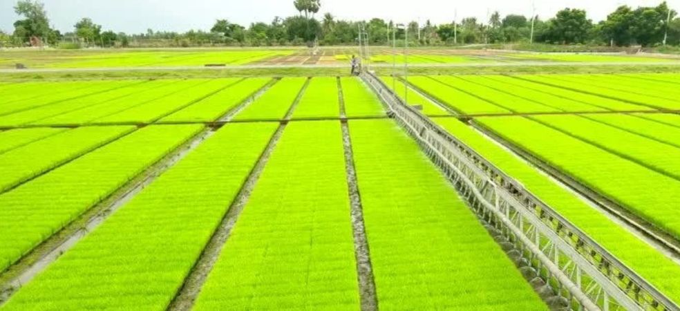 How to prepare rabi paddy nursery