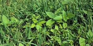 Broad leaf weeds will cause 25 to 35% loss in wheat yield