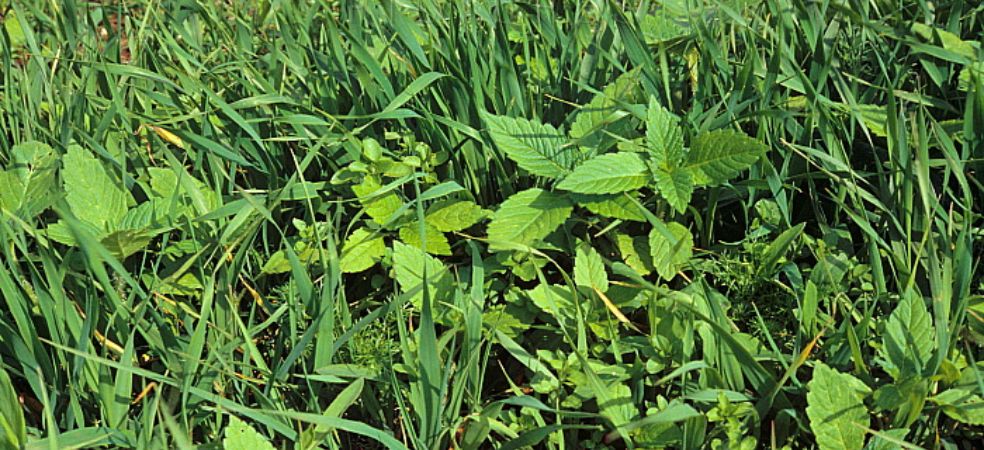 Broad leaf weeds will cause 25 to 35% loss in wheat yield