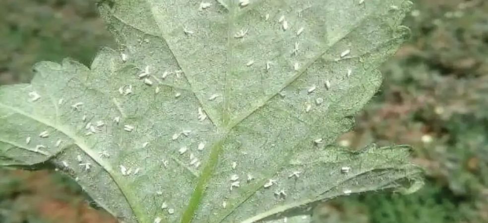 Symptoms and control measures of white fly and jassid in okra crop