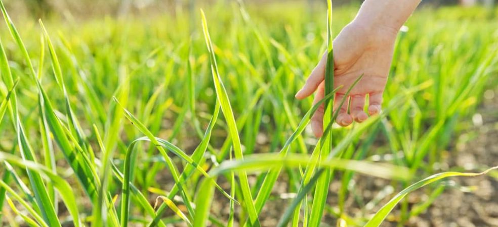 Nutrient management required for bulb formation at the 40-45 day old stage of onion crop