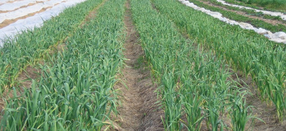 Nutrient management in garlic crops at the 50-55 days old stage