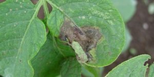 Symptoms and control measures of late blight in potato crops