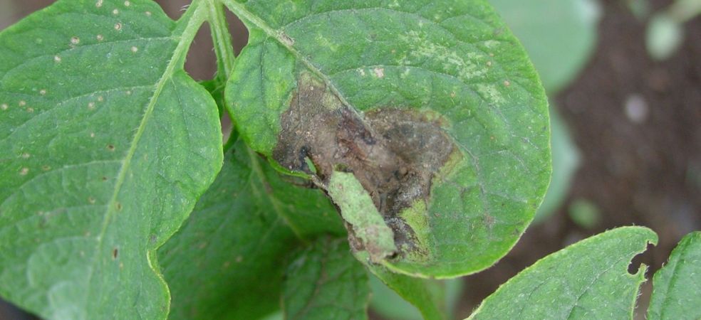 Symptoms and control measures of late blight in potato crops