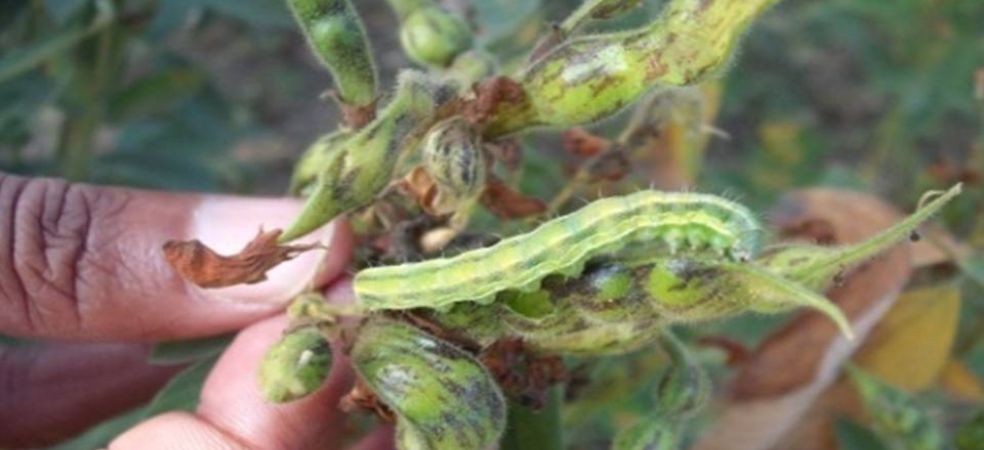 Symptoms and control measures of pod borer caterpillars in pea crops