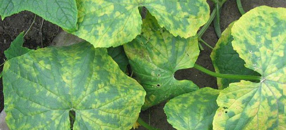 Symptoms and preventive measures of Cucumber mosaic virus in Cucurbits crop