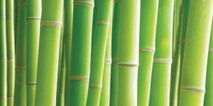 Subsidy will be given on bamboo cultivation