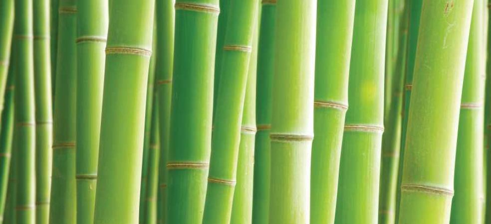 Subsidy will be given on bamboo cultivation