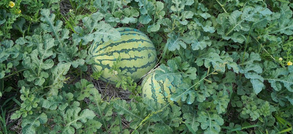 Importance of Boron in crops and deficiency symptoms in watermelon