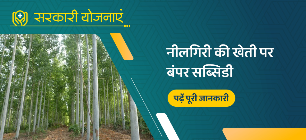 Start Eucalyptus farming on subsidy and earn huge