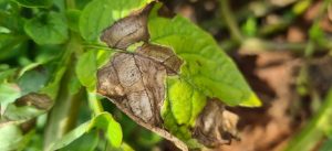 Symptoms and control measures of early blight in potato crops