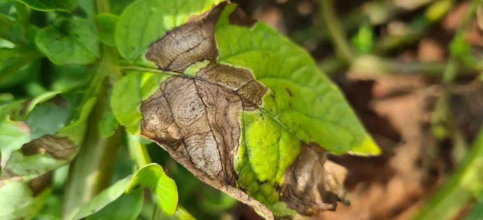 Symptoms and control measures of early blight in potato crops