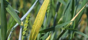 Know what is the reason for the yellowing of the wheat crop