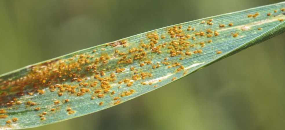 Measures to prevent fungal diseases in wheat crops