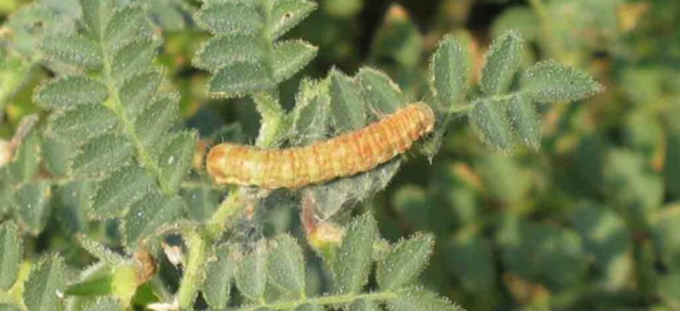 Necessary spraying for pod borer caterpillar and more flowers in gram crop