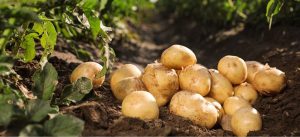 How to increase the brightness of potatoes