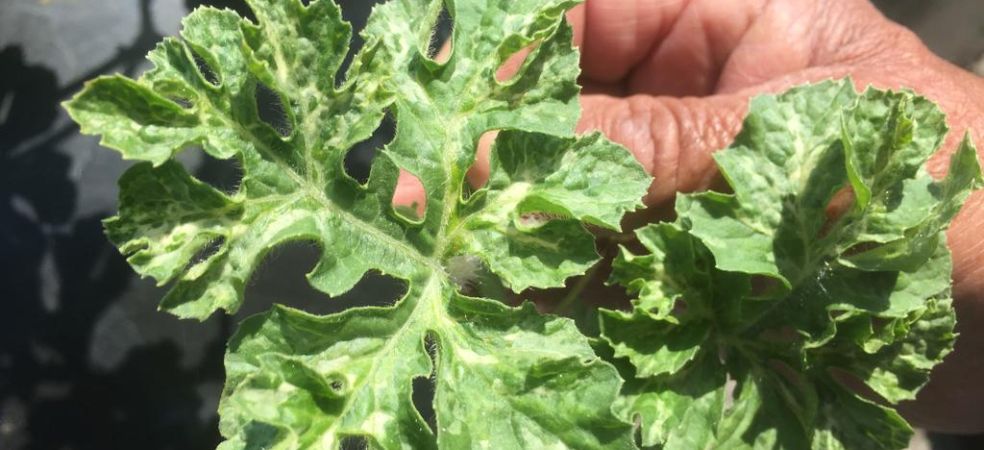 Symptoms and control measures of leaf miner pest in watermelon crop!