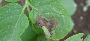 Symptoms and control measures of late blight in potato crops