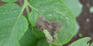 Symptoms and control measures of late blight in potato crops