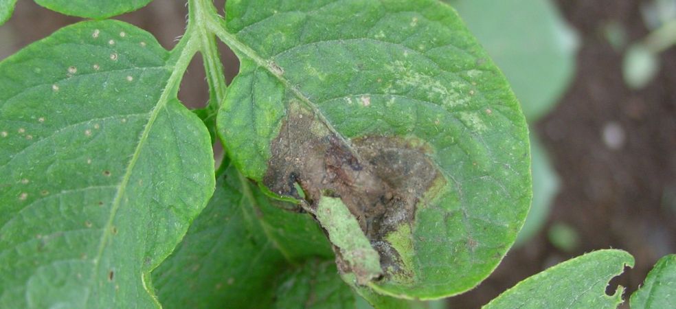 Symptoms and control measures of late blight in potato crops