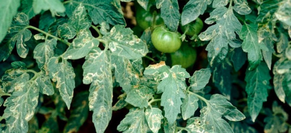 Symptoms and control measures of leaf miner pest in tomato crop