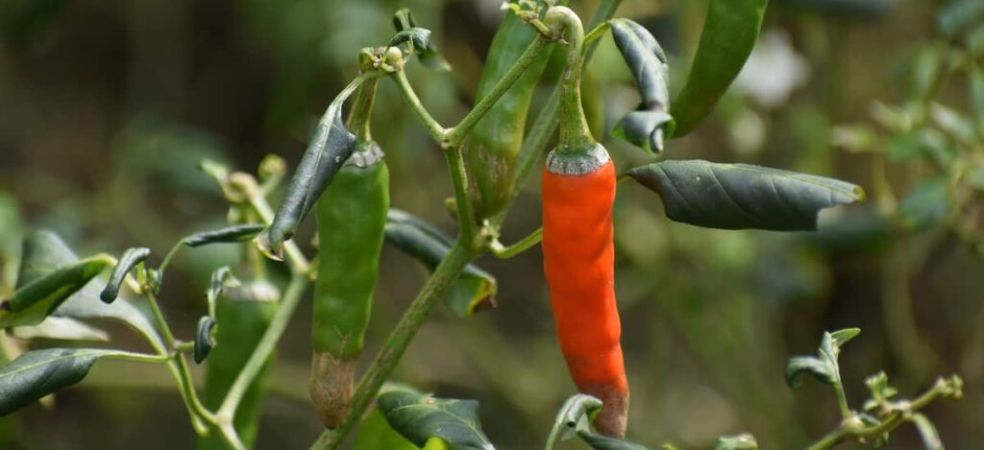 Measures to control sucking pests in chilli crops!