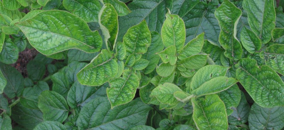 Measures for identification and control of potato virus and disease in the potato crop