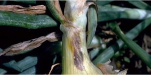 Symptoms and control measures of Purple blotch disease in the onion crop