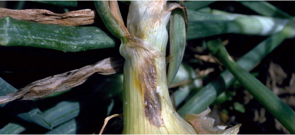 Symptoms and control measures of Purple blotch disease in the onion crop