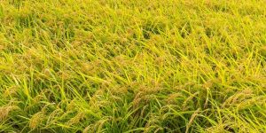 Necessary spraying for yellowness and growth in rabi paddy nursery