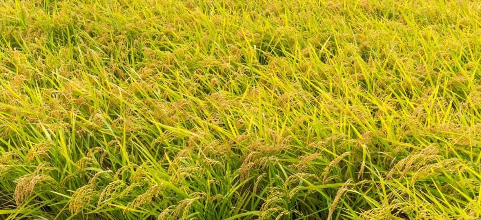 Necessary spraying for yellowness and growth in rabi paddy nursery