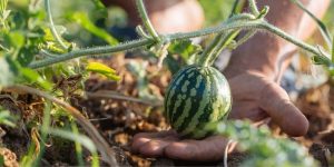 Nutrient Management in Watermelon Crop!