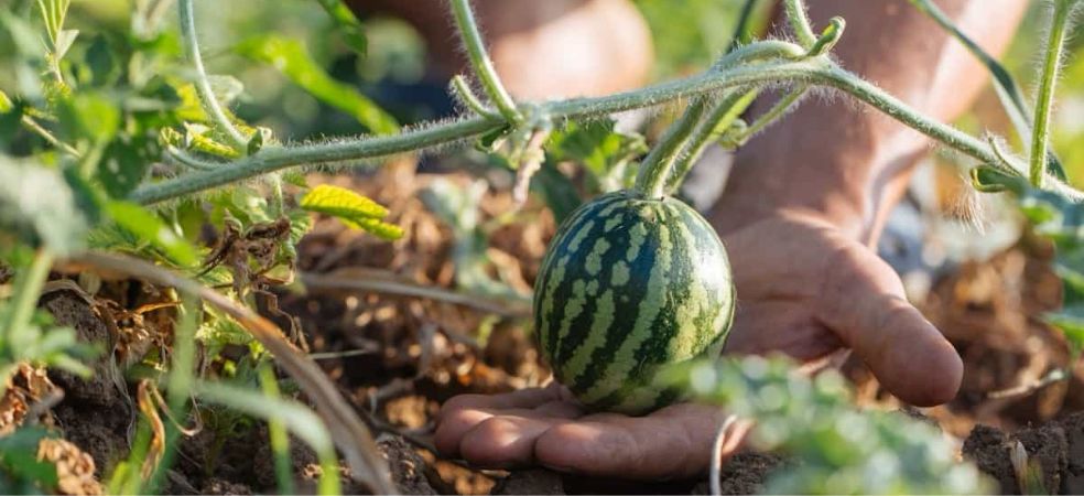 Nutrient Management in Watermelon Crop!