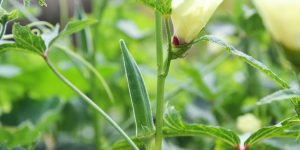 Nutrient management in okra crop at 15 days old stage