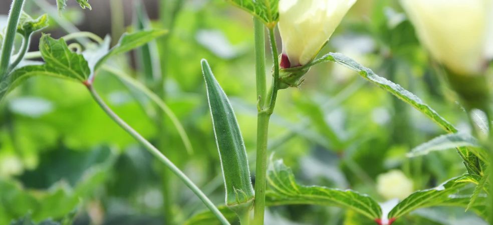 Nutrient management in okra crop at 15 days old stage