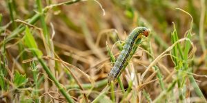 Symptoms and control of fall armyworm in wheat crop