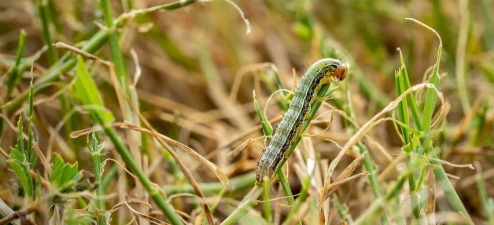 Symptoms and control of fall armyworm in wheat crop